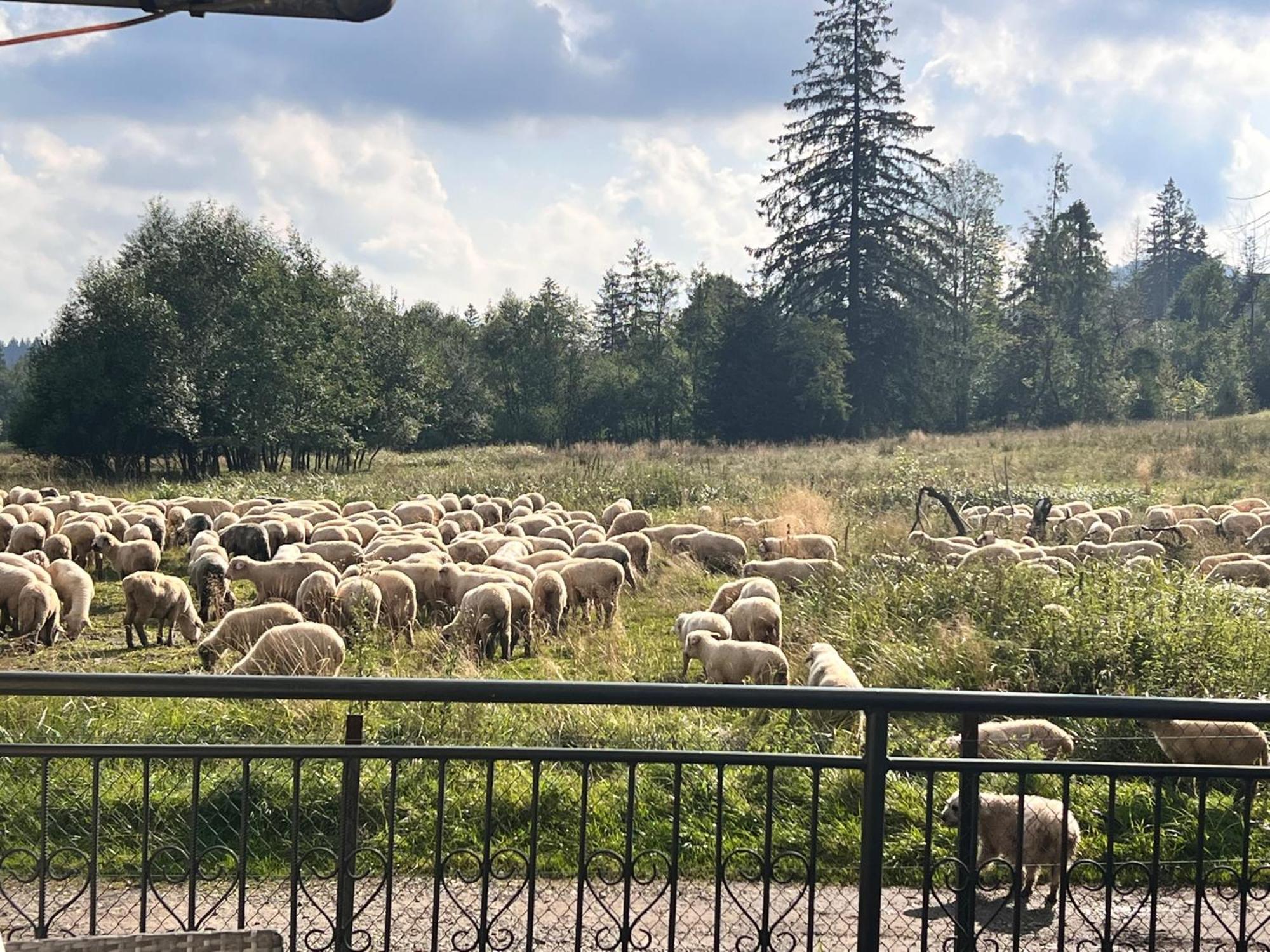 Villa Tatrydom Zakopane Kültér fotó